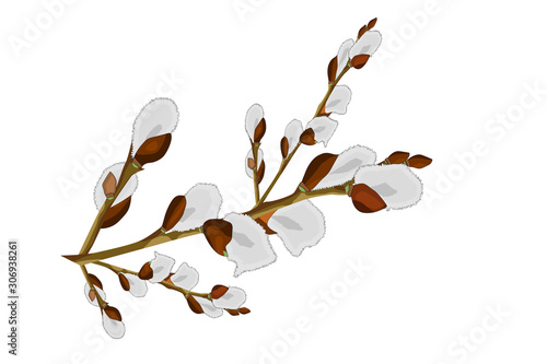 Pussy willow branches isolated on white background. Cartoon style willow catkin. For card, postcard, cover, invitation, wedding, mothers day, birthday, Easter greeting card. Stock vector illustration.
