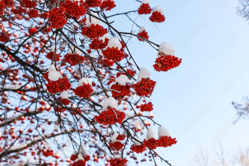 Frozen red berries of rowan on background of sky . Winter. Copy space. Frozen red berries of rowan on background of sky . Winter. Copy space.