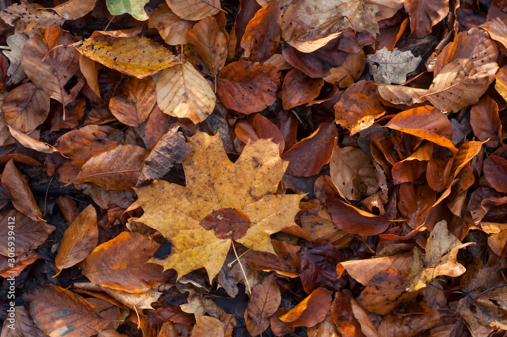 Closeup of autumnal leaves on the floor on the forest