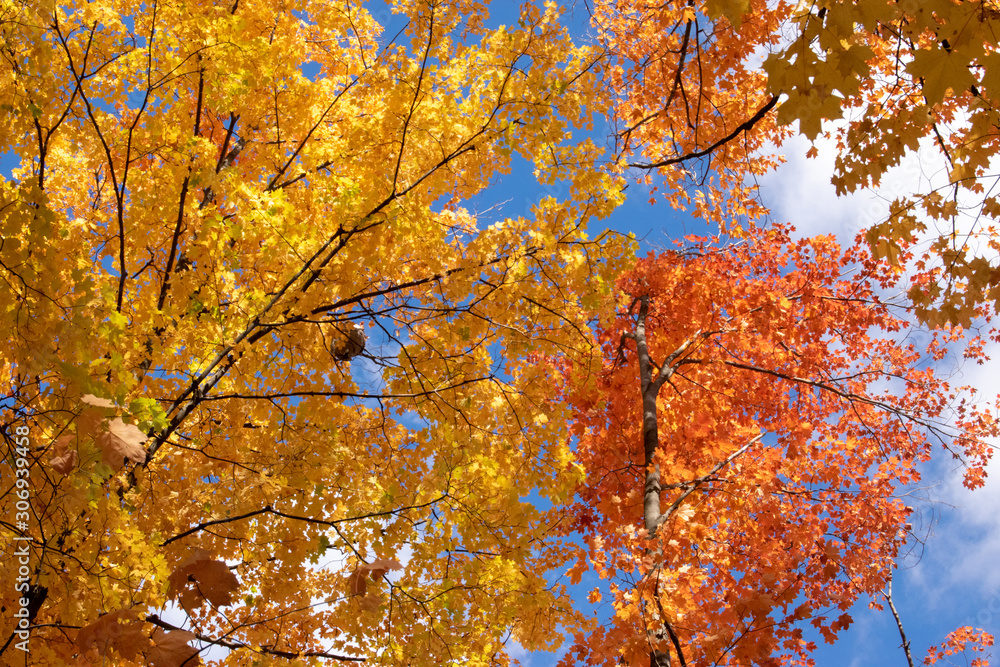 Autum 002 Autum 002
