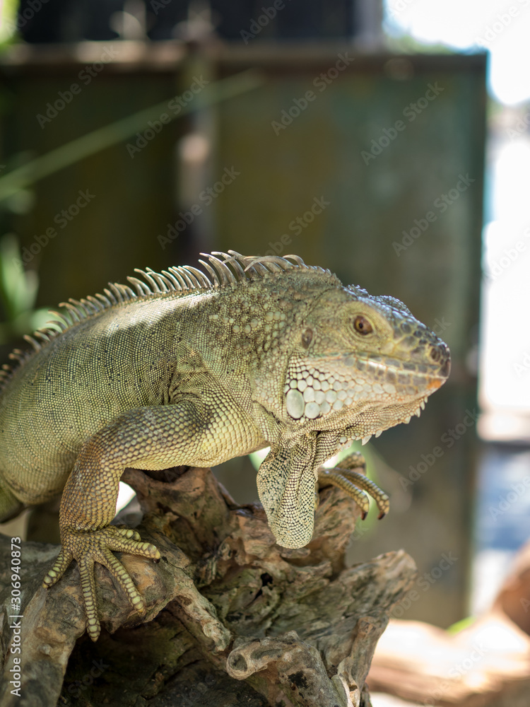 Obraz premium Indonesia, november 2019: Green iguana on tree branch in the Bali park of reptilies