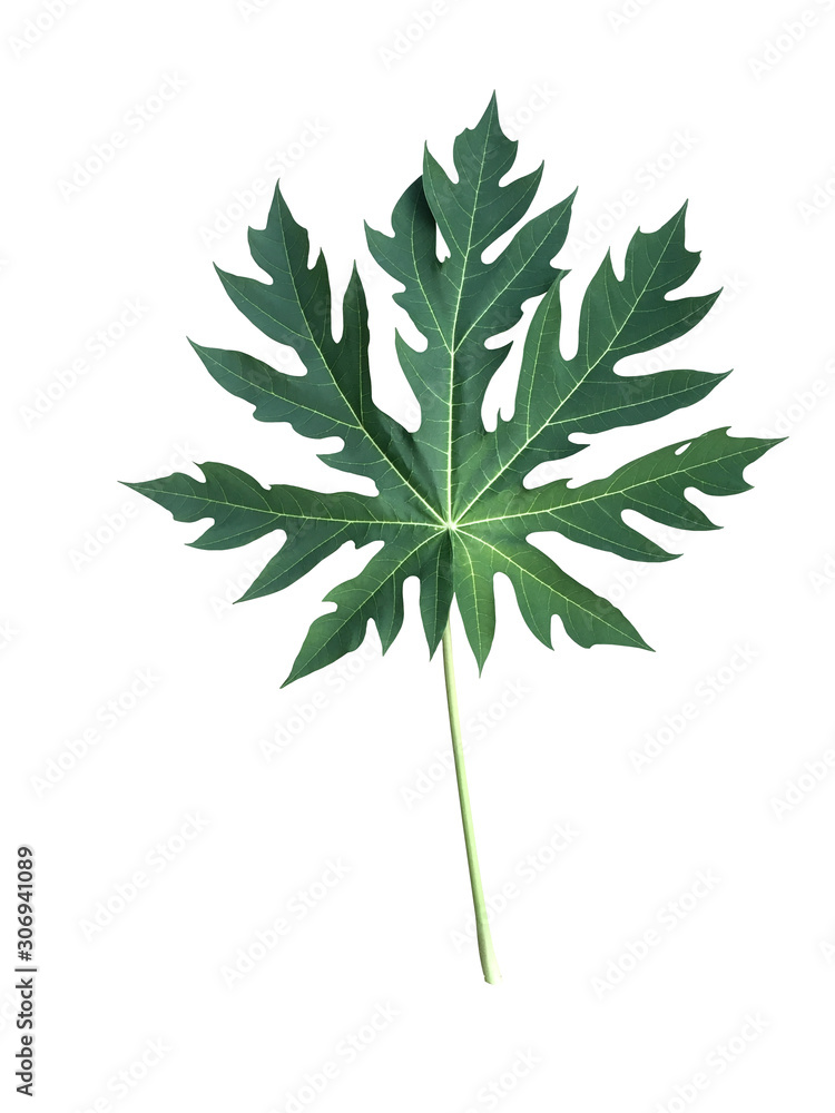 papaya leaf on white background. papaya leaf on white background.
