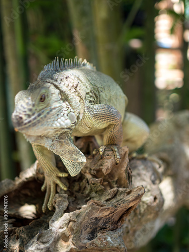 Indonesia  november 2019  Green iguana on tree branch in the Bali park of reptilies