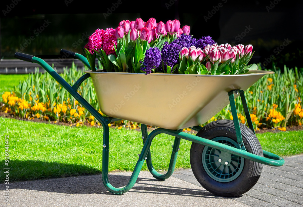 Garden cart with fresh dutch tulips and spring flowers.