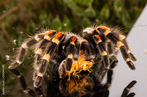 Tarantula