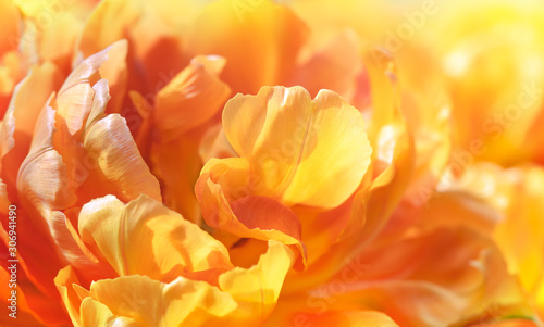 Abstract background of flower texture - yellow petals of tulip, closeup. Golden tulip in sunlight as floral decor for presentation of natural cosmetics, perfume or fashion accessories collection.