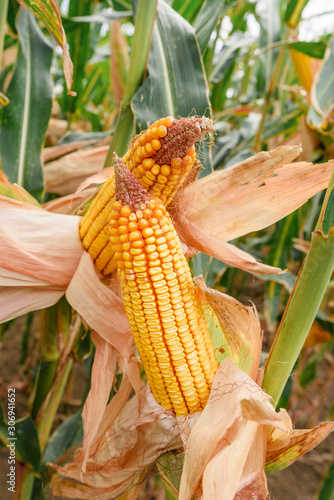 Ripe corncob on plantation