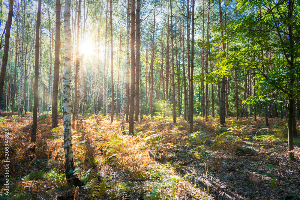 Obraz premium Beautiful forest in autumn with bright sun shining through the trees.