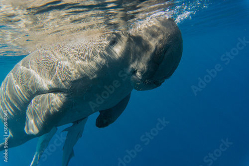 Dugong (sea cow) swims in the sea.