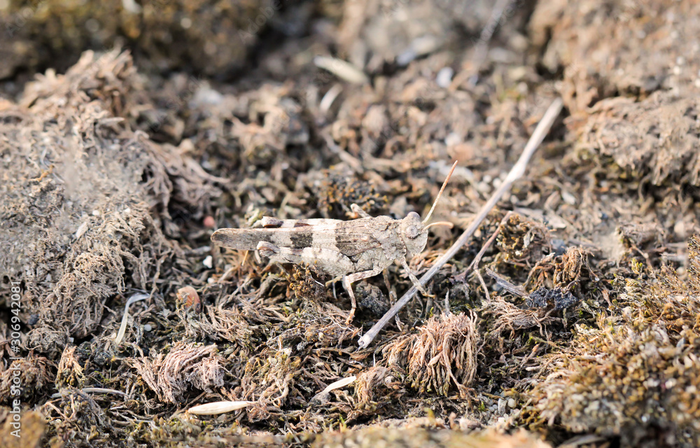 ein bräunlicher Grashüpfer versteckt in seiner natürlichen Umgebung ein bräunlicher Grashüpfer versteckt in seiner natürlichen Umgebung
