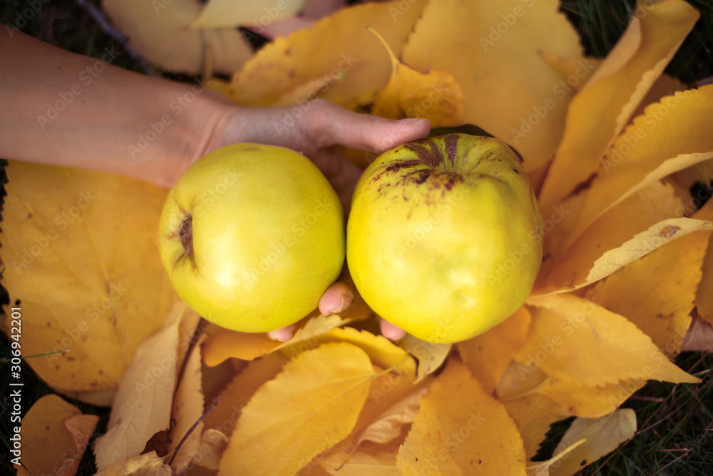 Woman holding quinces.