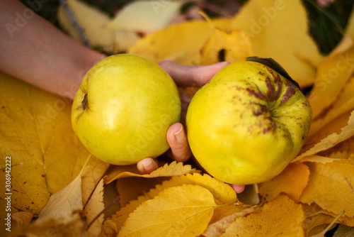 Woman holding quinces.