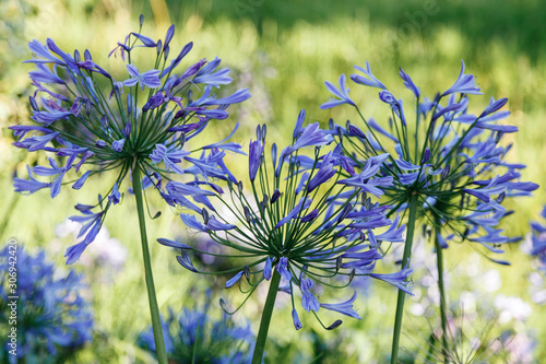 фотографія Blue Agapanthus (africanus)