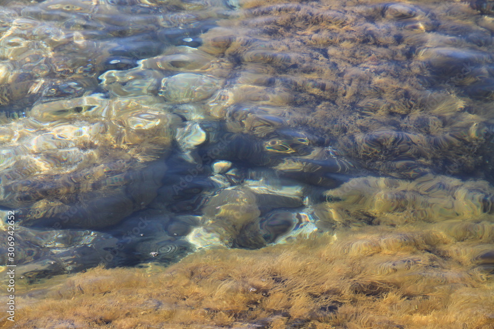 Roche algues marines