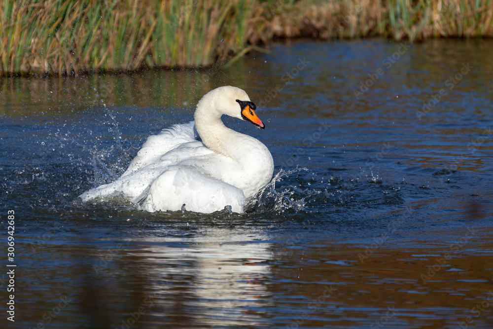 Fototapeta premium Mute Swan (Cygnus olor)