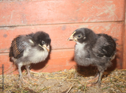 poussin noir de race marans photo