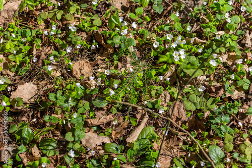 Carpet of plant Oxalis acetosella (wood sorrel or common wood sorrel) in spring forest