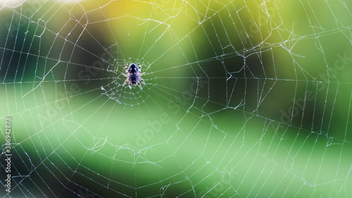 wildlife, a spider sits in the center of the web it has woven on a green background