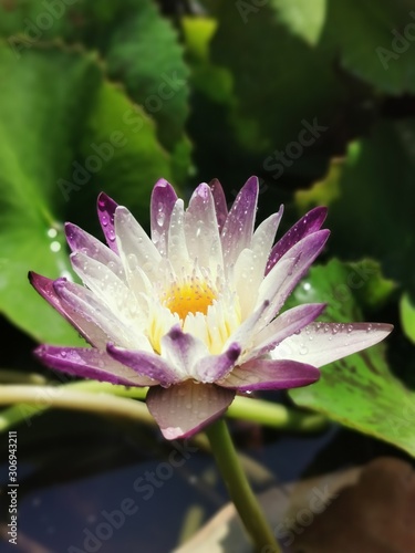 Pink water lily in pond