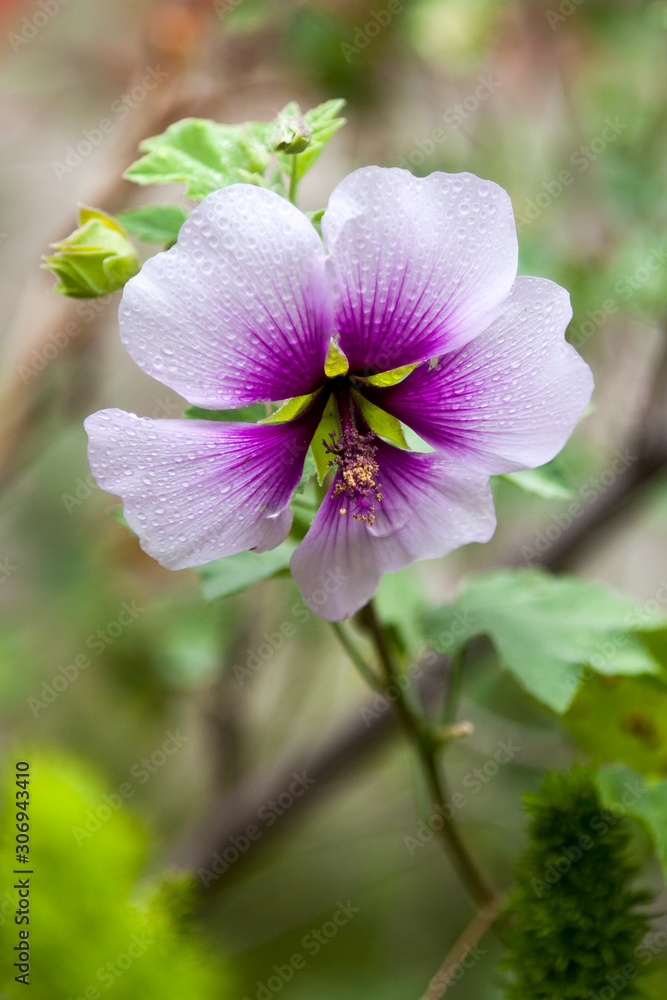 Fototapeta premium Azalea White flower, with purple center