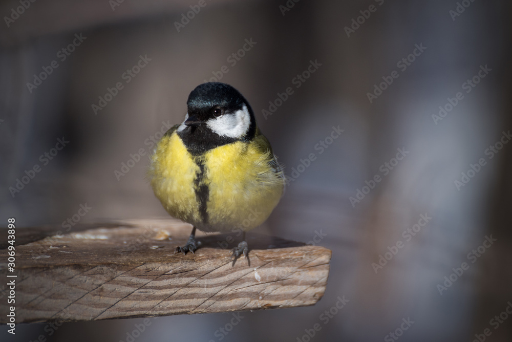 Fototapeta premium great tit on a branch