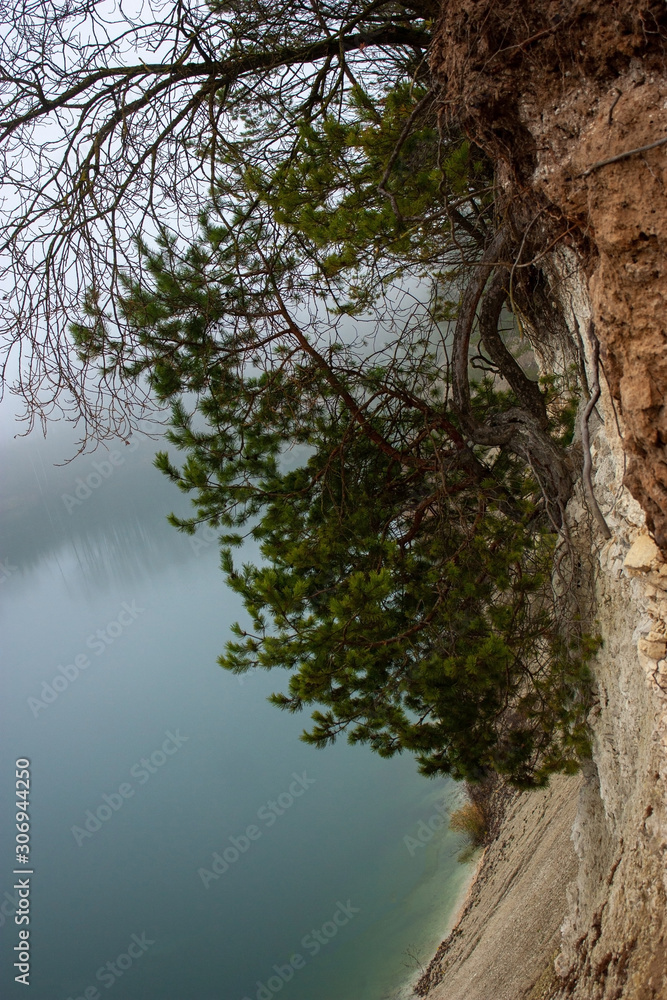 The surroundings of Grodno. Belarus. Landscape of foggy autumn. Unusual pine tree growing down a cliff and a green lake.