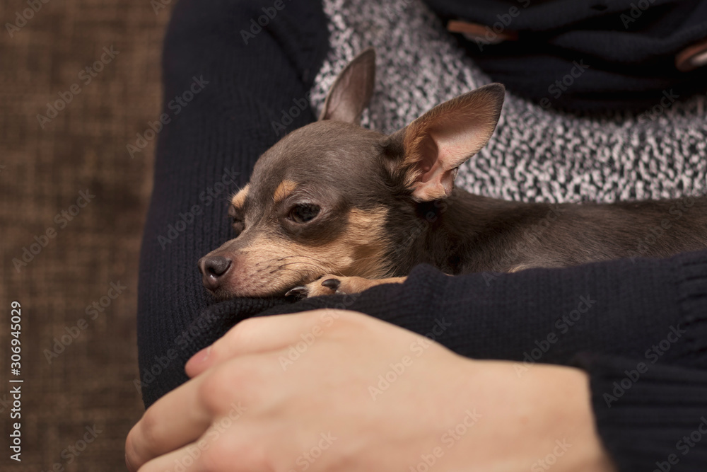 A man holds a small dog in his arms, and she is calmly in the arms of a man.