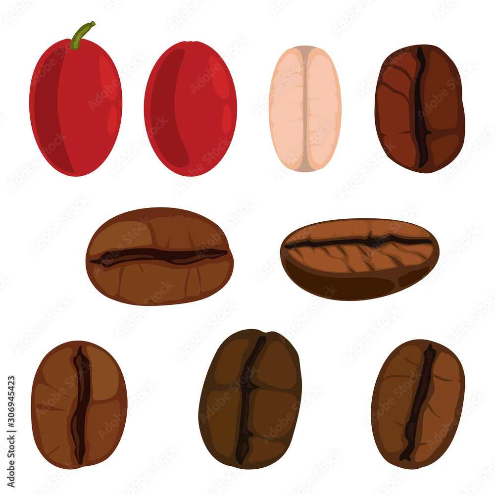 Set of coffee beans and berrys. Hand drawn isolated coffee beans elements.