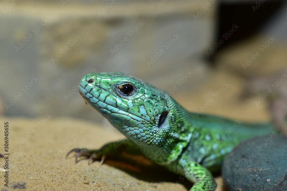 lizards live in a terrarium. sand lizard lizards live in a terrarium. sand lizard