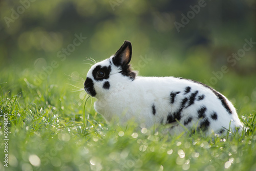 rabbit in the grass © japono