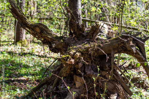 Rotten root of a fallen tree in the forest