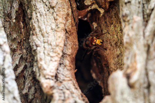 Hornissen kommen aus ihrem Bau in einem hohlen Baumstamm photo