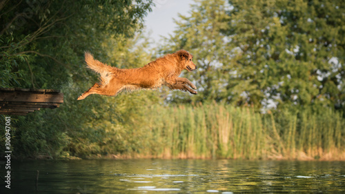 Dog jumping into the water