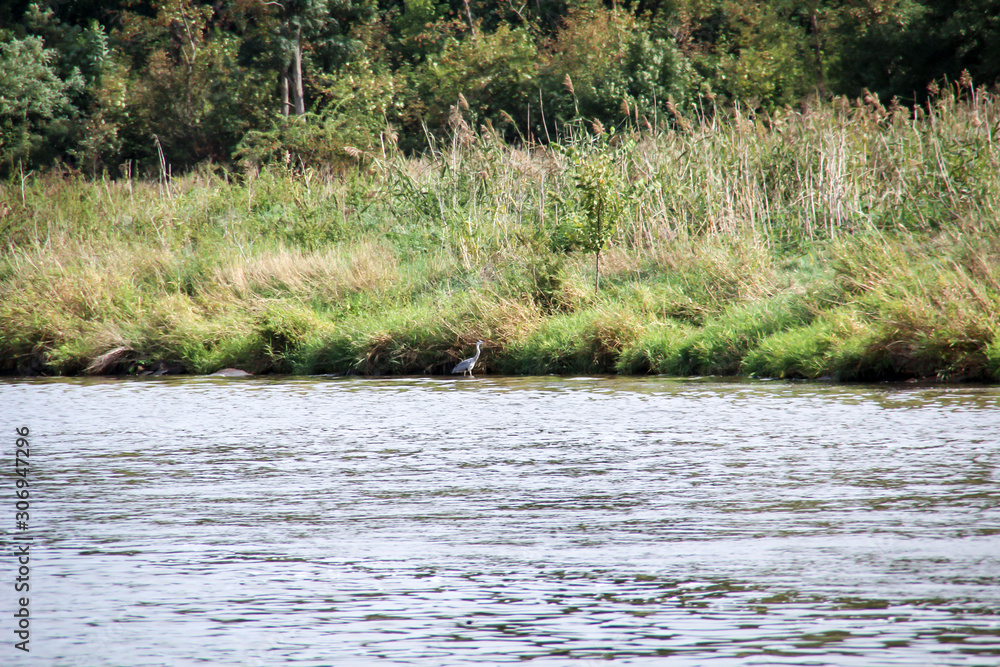 einige Graureiher am Ufer der Saale auf Nahrungssuche