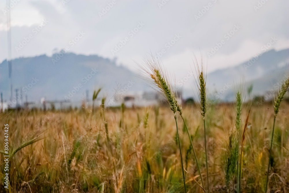 Wheat Field Wheat Field