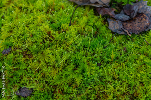 Green moss. Moss texture. Background  texture with space for text. Sweden. Scandinavian nature.