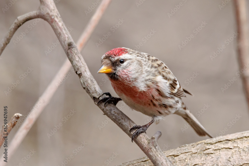Common redpoll acanthis flammea male sitting on branch. Cute little nordic songbird in wildlife. Common redpoll acanthis flammea male sitting on branch. Cute little nordic songbird in wildlife.