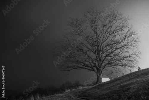 tree in the night fog