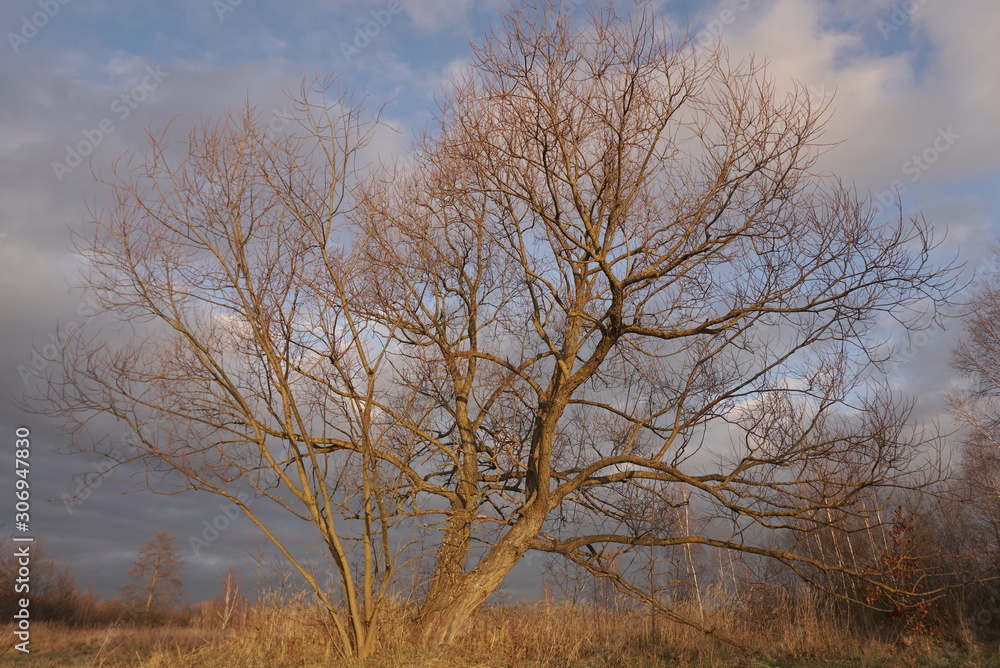 Autumn tree without leaves on a background of blue sky Autumn tree without leaves on a background of blue sky