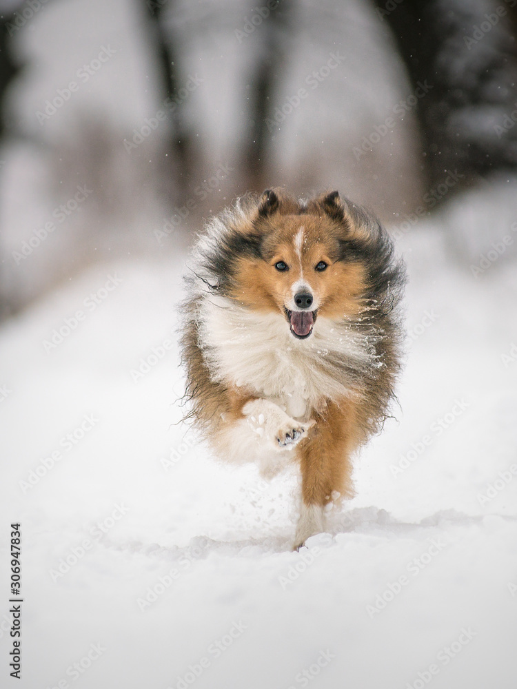 dog running in the snow dog running in the snow