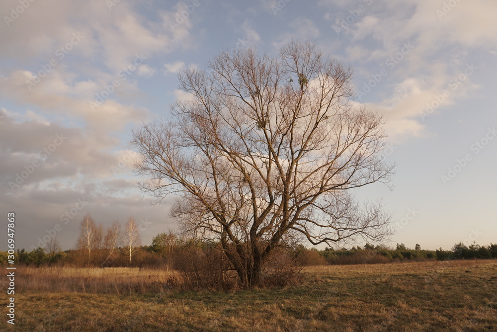Autumn tree without leaves on a background of blue sky Autumn tree without leaves on a background of blue sky