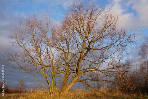 Autumn tree without leaves on a background of blue sky
