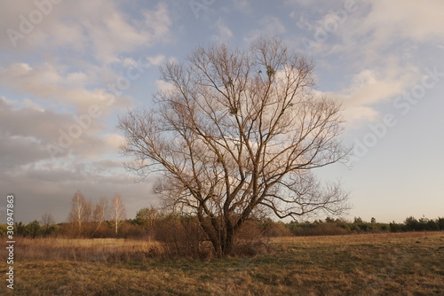 Autumn tree without leaves on a background of blue sky