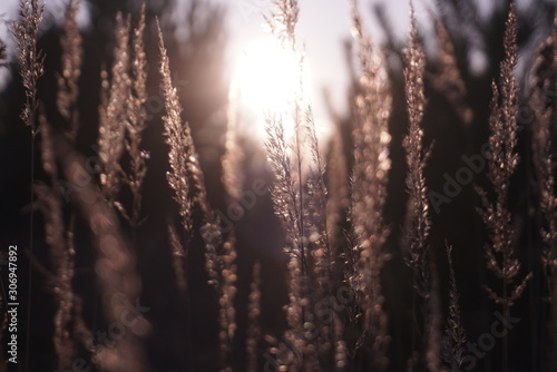 dry grass seeds in sunlight