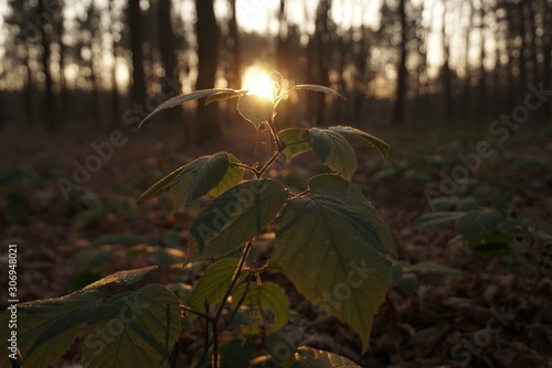 plant in the forest at sunset