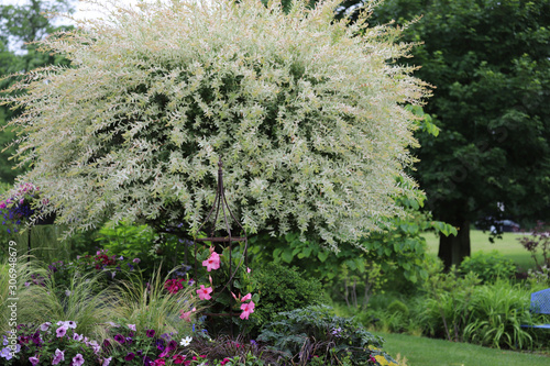 Hakuro Nishiki Japanese variegated willow tree is focus of this midwest garden