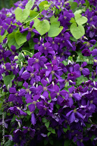A spectacular purple clematis  jackamani  in full bloom in July is the focal point of this impressionistic garden