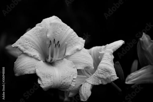 Black and white of Sunday gloves daylily, hemerocallis, landscape