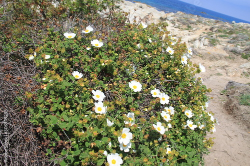 Cistus monspeliensis photo