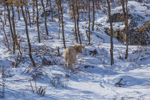 Cow at the mountain with snow